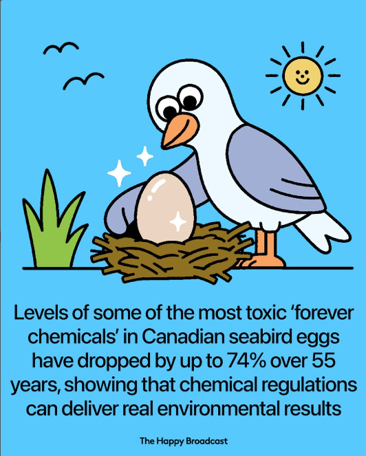 Regulations cut toxic forever chemicals in seabird eggs by 74%