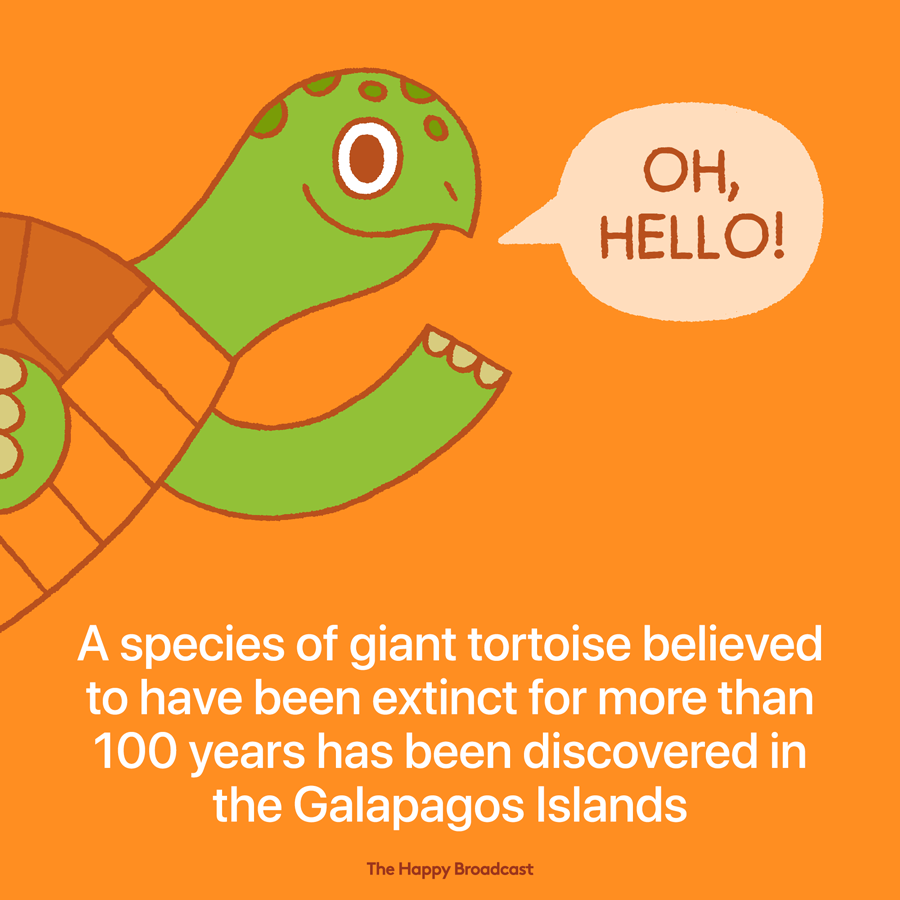 A living member of species of tortoise not seen in