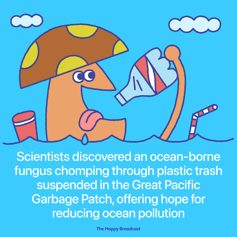 An ocean borne fungus is eating plastic