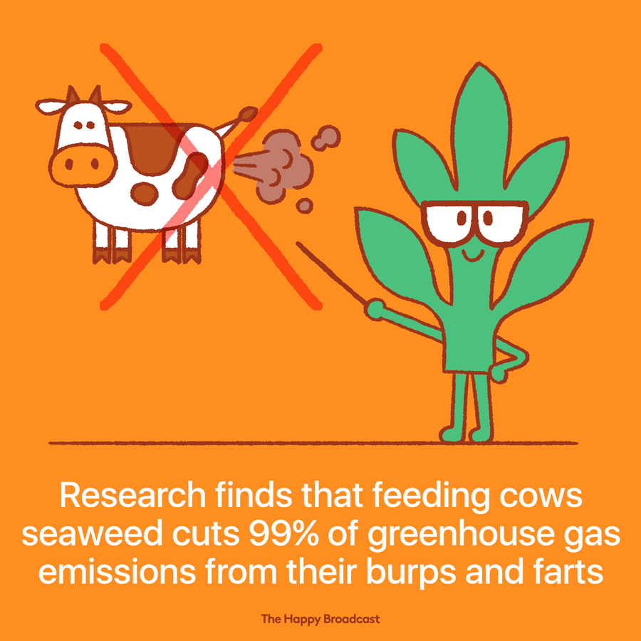 Cow digestion relies on millions of microbes in