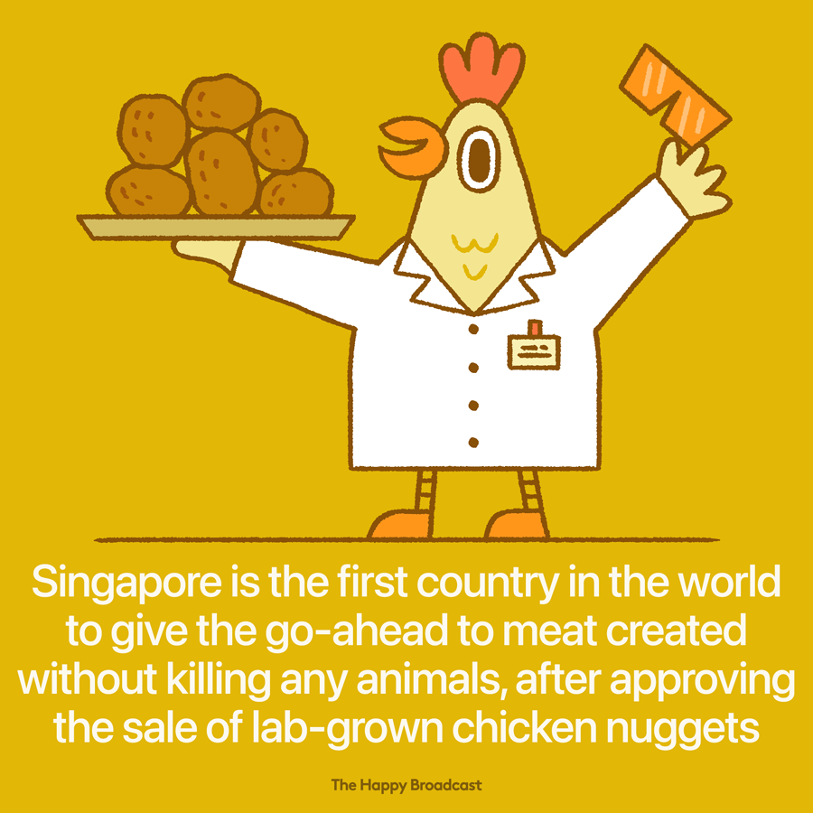 Cultured meat produced in bioreactors without the