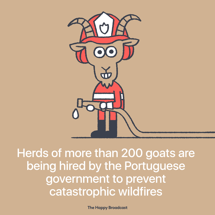 Deadly wildfires in portugal killed 106 people in