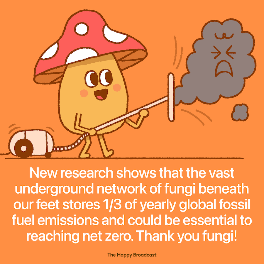 Fungi are a great ally against fossil fuel emissions