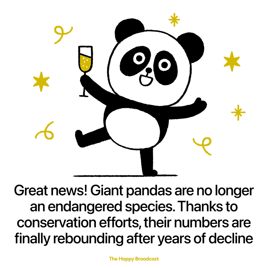 Giant pandas are no longer classified as endangered
