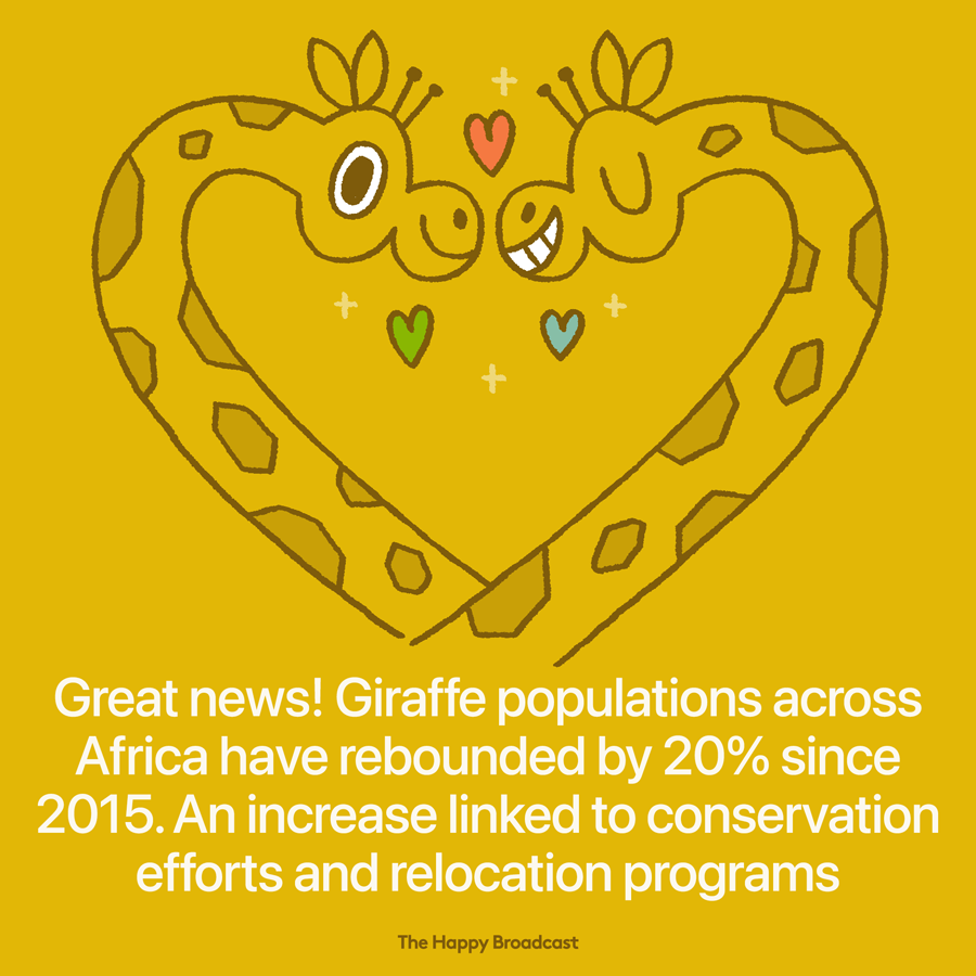 Giraffe numbers are up 20 percent