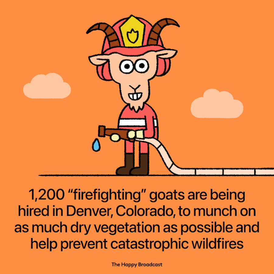 Goats as Natural 'Lawnmowers' for Wildfire Prevention in Colorado