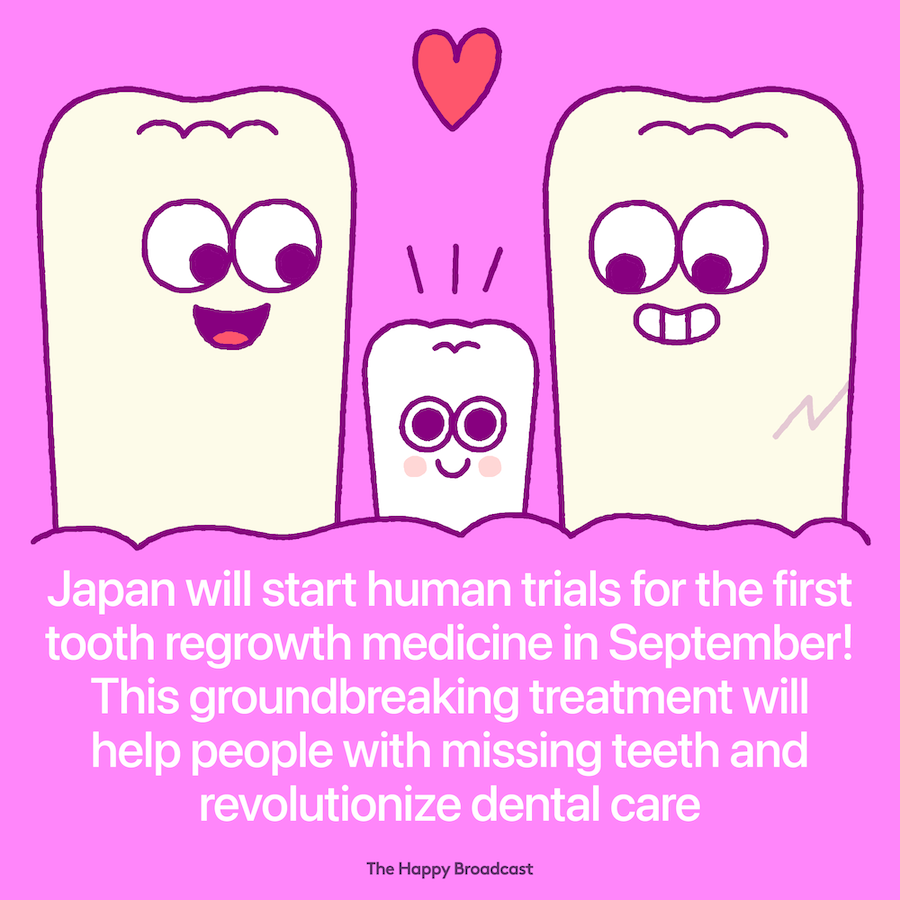 Human trial will start soon for a tooth regrowth medicine