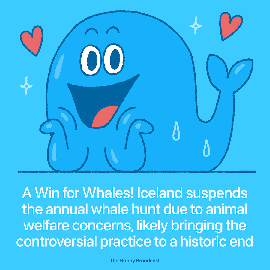Iceland suspends whale hunting over animal rights concerns