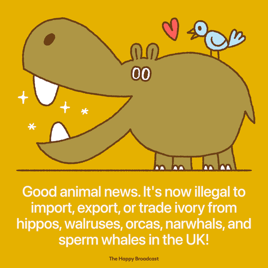 Imports of ivory from hippos and for more endangered species to be banned in UK