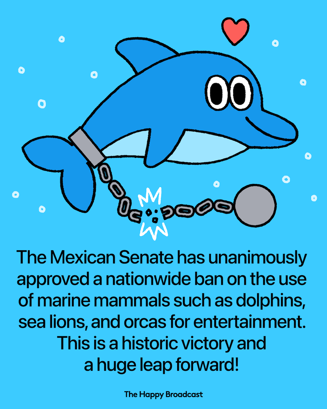 Mexico Bans Captive Marine Mammals in Entertainment