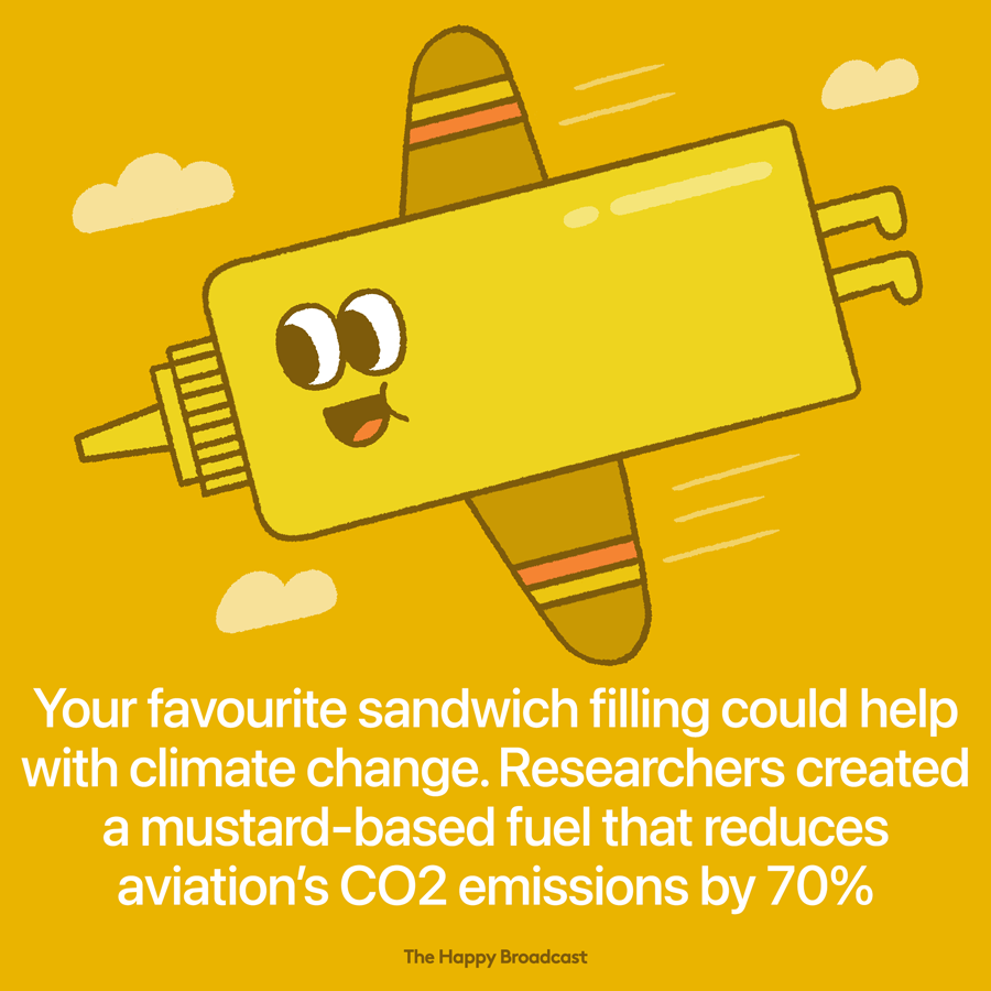 Mustard Based Fuel Could Reduce Aviation Carbon Footprint