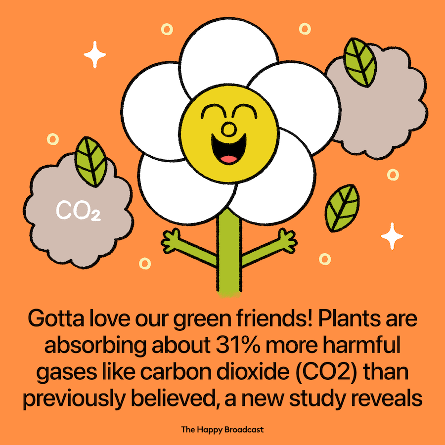 Plants Absorbing 31% More Carbon