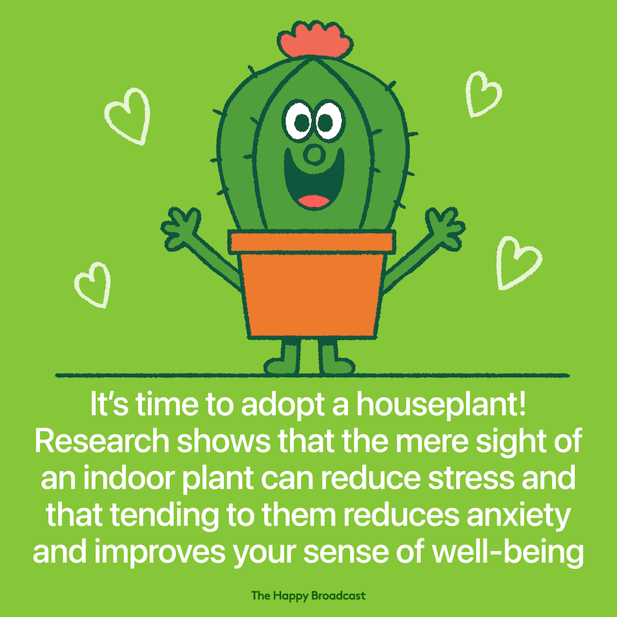 The presence of a house plant improve mental health